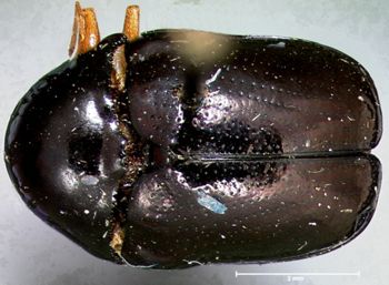 Media type: image; Entomology 20025   Aspect: habitus dorsal view